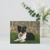 Band Collie Puppy met Leaf in Mouth Briefkaart (Staand voorkant)