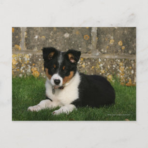 Band Collie Puppy met Leaf in Mouth Briefkaart