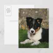 Band Collie Puppy met Leaf in Mouth Briefkaart (Voorkant / Achterkant)