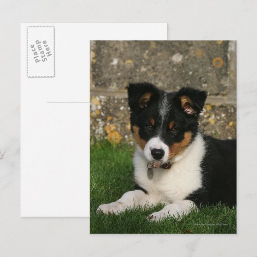 Band Collie Puppy met Leaf in Mouth Briefkaart (Voorkant / Achterkant)