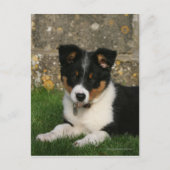 Band Collie Puppy met Leaf in Mouth Briefkaart (Voorkant)