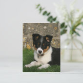 Band Collie Puppy met Leaf in Mouth Briefkaart (Staand voorkant)