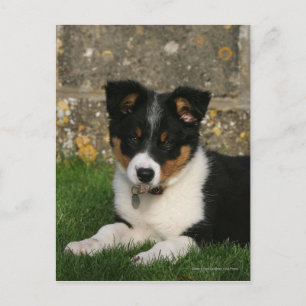 Band Collie Puppy met Leaf in Mouth Briefkaart