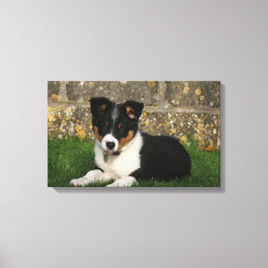 Band Collie Puppy met Leaf in Mouth Canvas Afdruk (Voorkant)