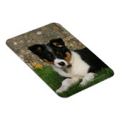 Band Collie Puppy met Leaf in Mouth Magneet (Rechterzijde)