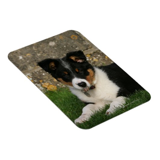 Band Collie Puppy met Leaf in Mouth Magneet (Rechterzijde)