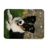Band Collie Puppy met Leaf in Mouth Magneet (Horizontaal)