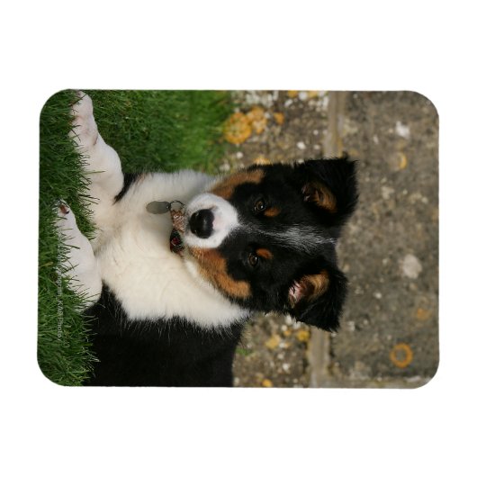 Band Collie Puppy met Leaf in Mouth Magneet (Horizontaal)