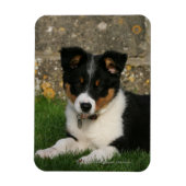 Band Collie Puppy met Leaf in Mouth Magneet (Verticaal)