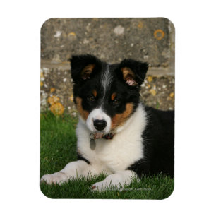Band Collie Puppy met Leaf in Mouth Magneet