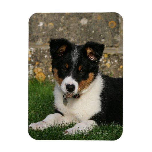 Band Collie Puppy met Leaf in Mouth Magneet (Verticaal)