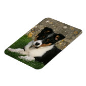 Band Collie Puppy met Leaf in Mouth Magneet (Linkerzijde)