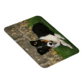 Band Collie Puppy met Leaf in Mouth Magneet (Rechterzijde)