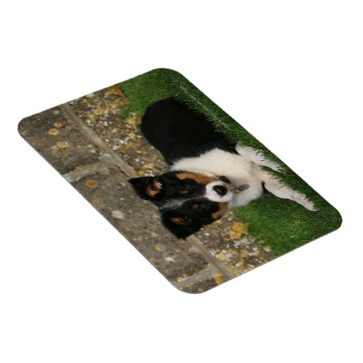 Band Collie Puppy met Leaf in Mouth Magneet (Rechterzijde)