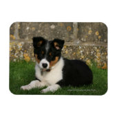 Band Collie Puppy met Leaf in Mouth Magneet (Horizontaal)