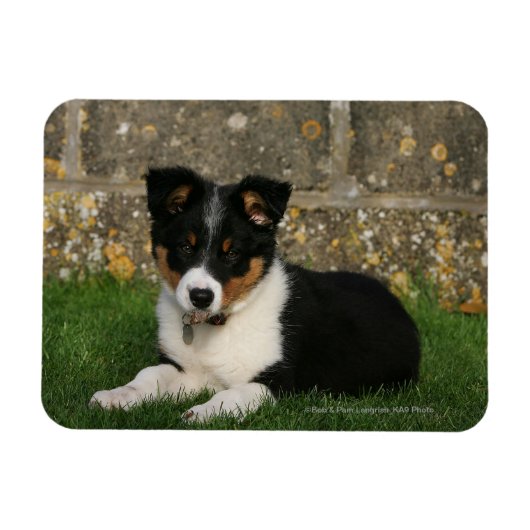 Band Collie Puppy met Leaf in Mouth Magneet (Horizontaal)
