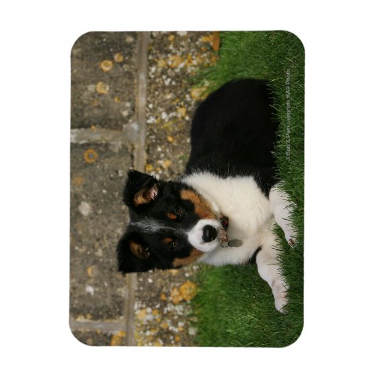 Band Collie Puppy met Leaf in Mouth Magneet (Verticaal)