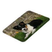 Band Collie Puppy met Leaf in Mouth Magneet (Linkerzijde)