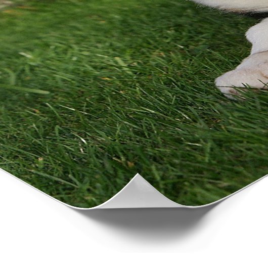 Band Collie Puppy met Leaf in Mouth Poster (Hoek)