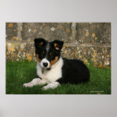 Band Collie Puppy met Leaf in Mouth Poster (Voorkant)