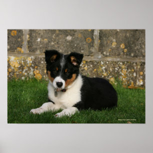 Band Collie Puppy met Leaf in Mouth Poster