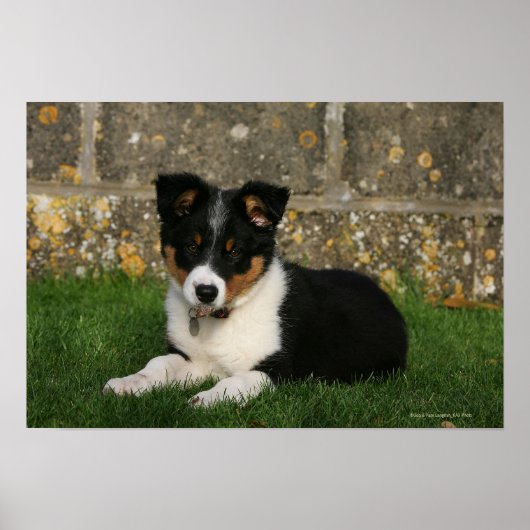 Band Collie Puppy met Leaf in Mouth Poster (Voorkant)