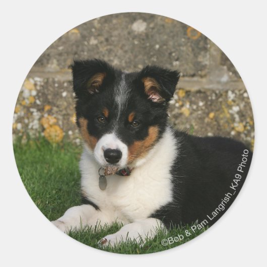 Band Collie Puppy met Leaf in Mouth Ronde Sticker (Voorkant)