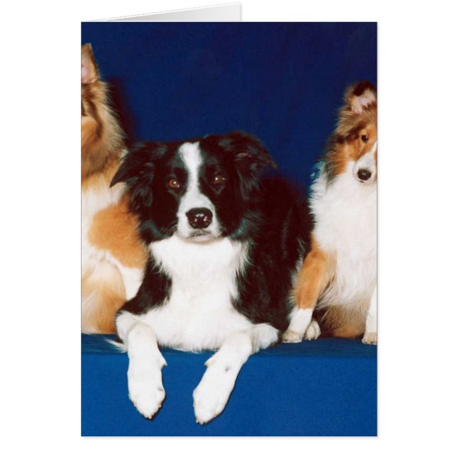 Band Collie & Shelties (Voorkant)