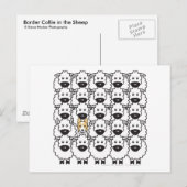 Band in de schapen briefkaart (Voorkant / Achterkant)