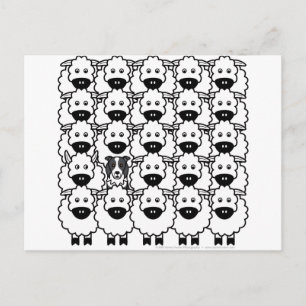 Band in de schapen briefkaart