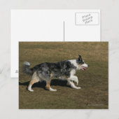 Band loopt 1 briefkaart (Voorkant / Achterkant)