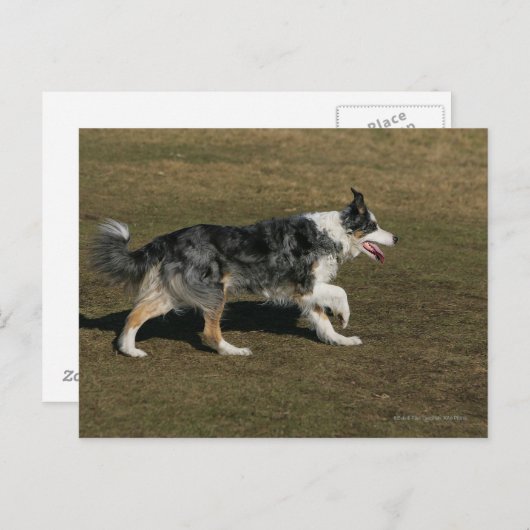 Band loopt 1 briefkaart (Voorkant / Achterkant)