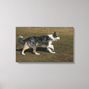 Band loopt 1 canvas afdruk