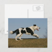 Band loopt 2 briefkaart (Voorkant / Achterkant)