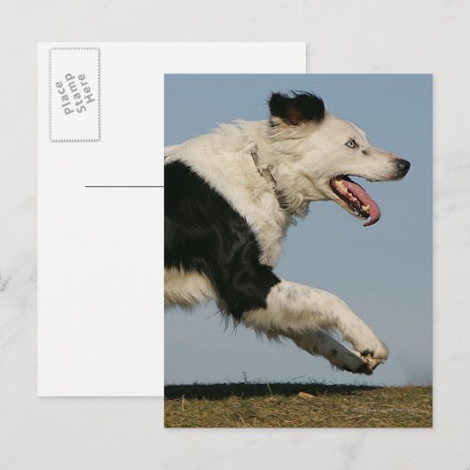 Band loopt 2 briefkaart (Voorkant / Achterkant)