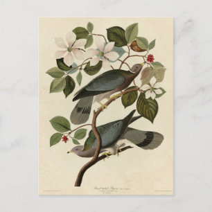 Band-staartduif - Audubon's vogels in Amerika Briefkaart