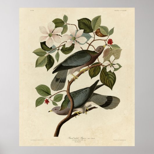 Band-staartduif - Audubon's vogels in Amerika Poster (Voorkant)