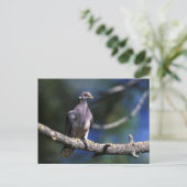 Band-staartduif Briefkaart (Staand voorkant)
