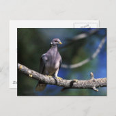 Band-staartduif Briefkaart (Voorkant / Achterkant)