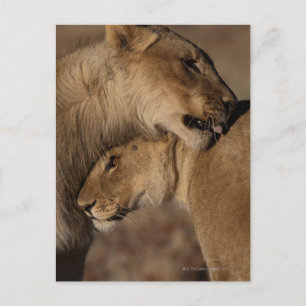 Band van leeuwen (Panthera leo), skelet Briefkaart