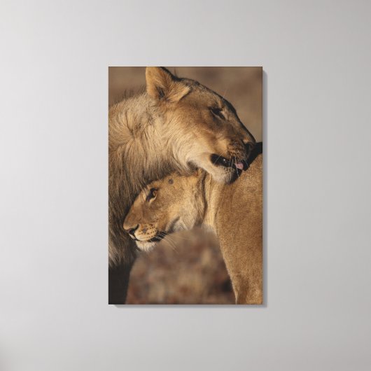Band van leeuwen (Panthera leo), skelet Canvas Afdruk (Voorkant)