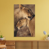 Band van leeuwen (Panthera leo), skelet Canvas Afdruk (Insitu (Woonkamer))