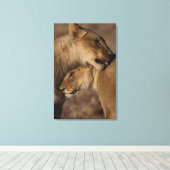 Band van leeuwen (Panthera leo), skelet Canvas Afdruk (Insitu (Houten vloer))