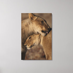 Band van leeuwen (Panthera leo), skelet Canvas Afdruk