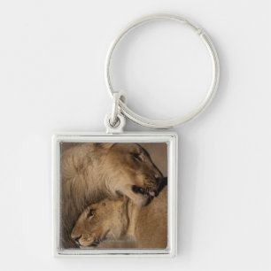 Band van leeuwen (Panthera leo), skelet Sleutelhanger