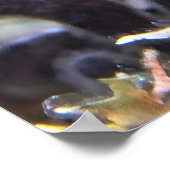 Bandbravis Poster (Hoek)