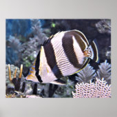 Bandbravis Poster (Voorkant)