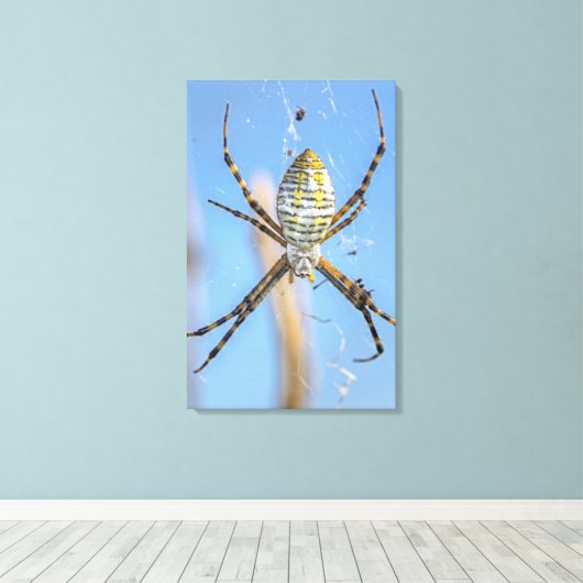 Banded Argiope Orb Weaver - Argiope trifasciata Canvas Afdruk (Insitu (Houten vloer))