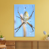 Banded Argiope Orb Weaver - Argiope trifasciata Canvas Afdruk (Insitu (Woonkamer))