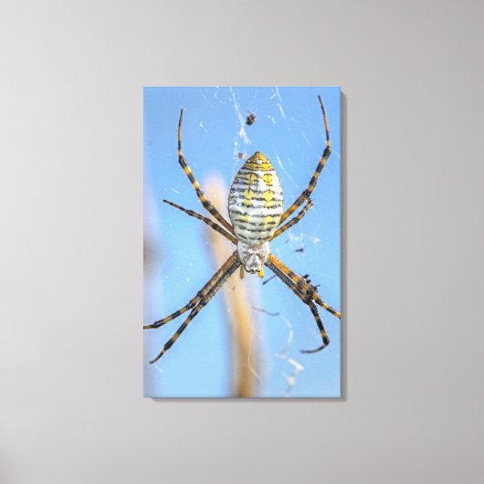 Banded Argiope Orb Weaver - Argiope trifasciata Canvas Afdruk (Voorkant)